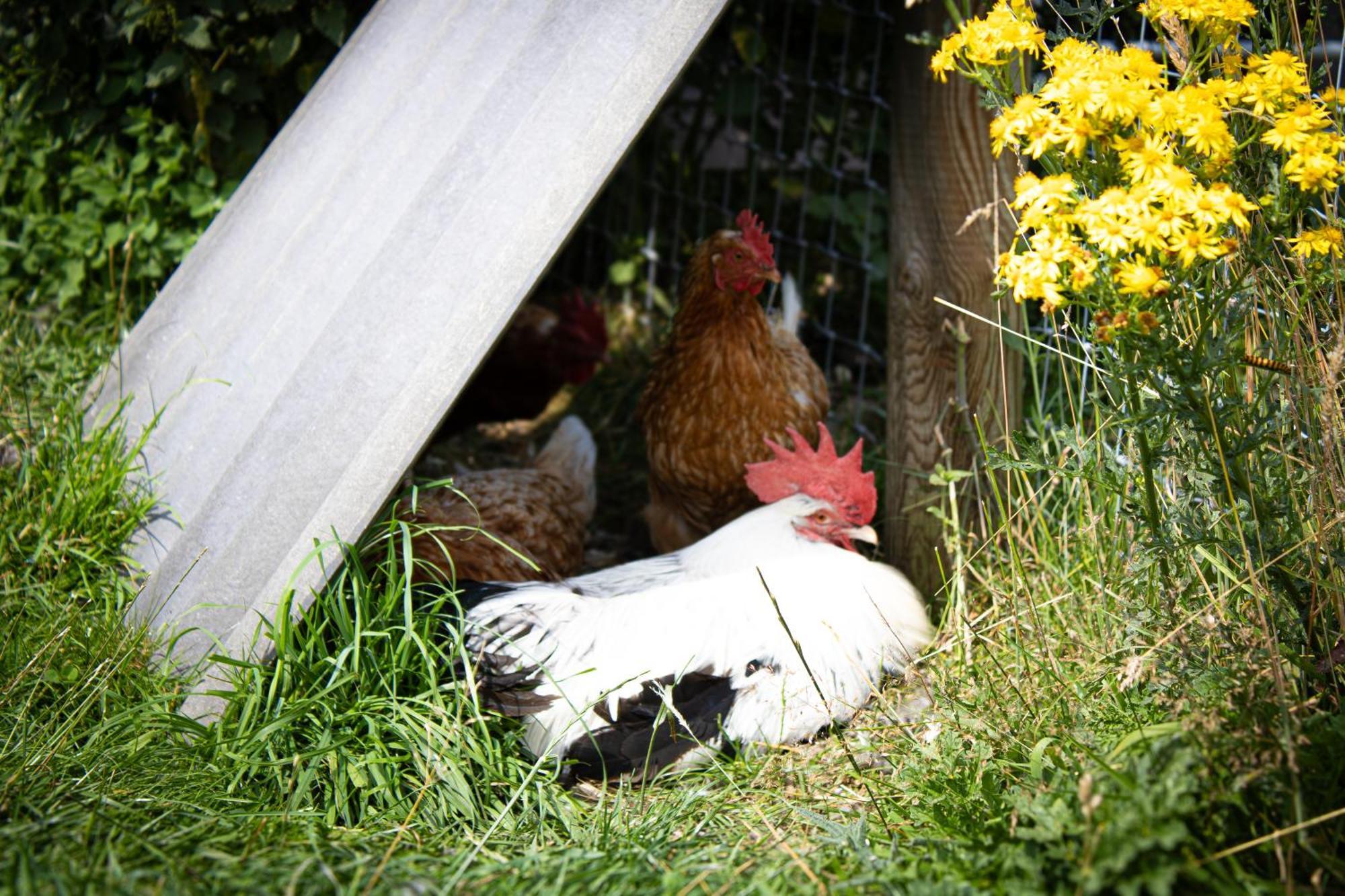 באווטרי Home Farm & Lodge מראה חיצוני תמונה